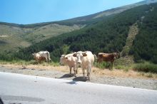 You never know what you'll run into on the back roads.