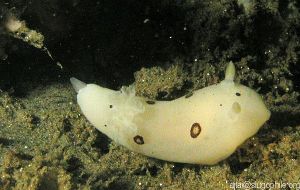 For more info on things underwater click on this picture.