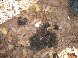 Scat 2.  Shiny object is quarter.