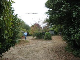 Lexi in the back yard.